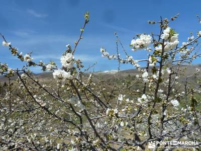 Cerezos en flor en el Valle del Jerte - contraste floración Jerte;camino a casa pueblos de españa 